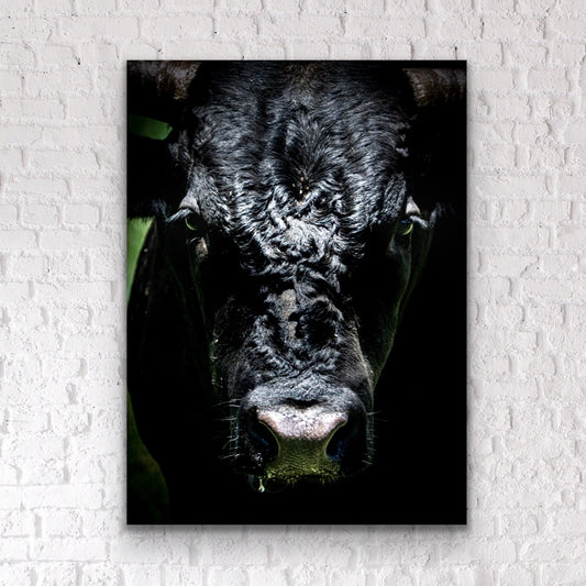 Take No Bull