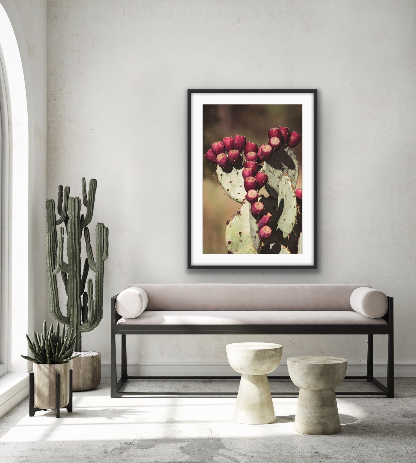 Opuntia