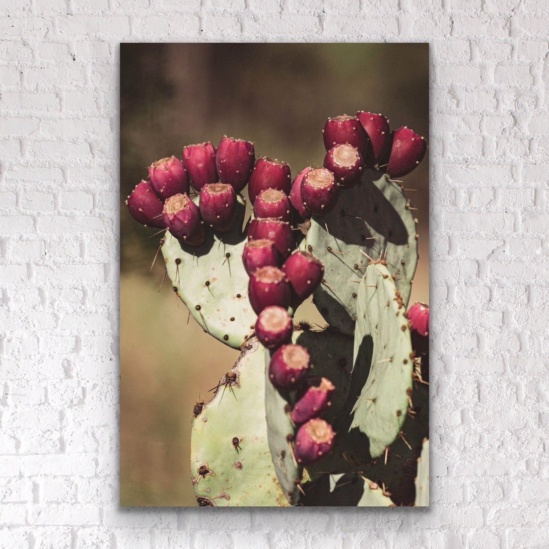 Opuntia