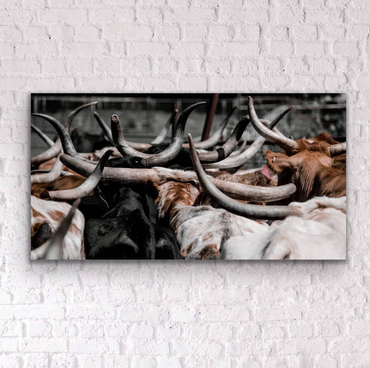 Hides & Horns
