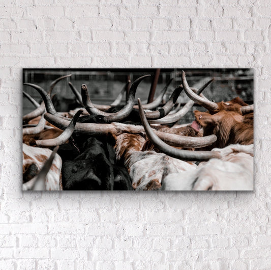 Hides & Horns