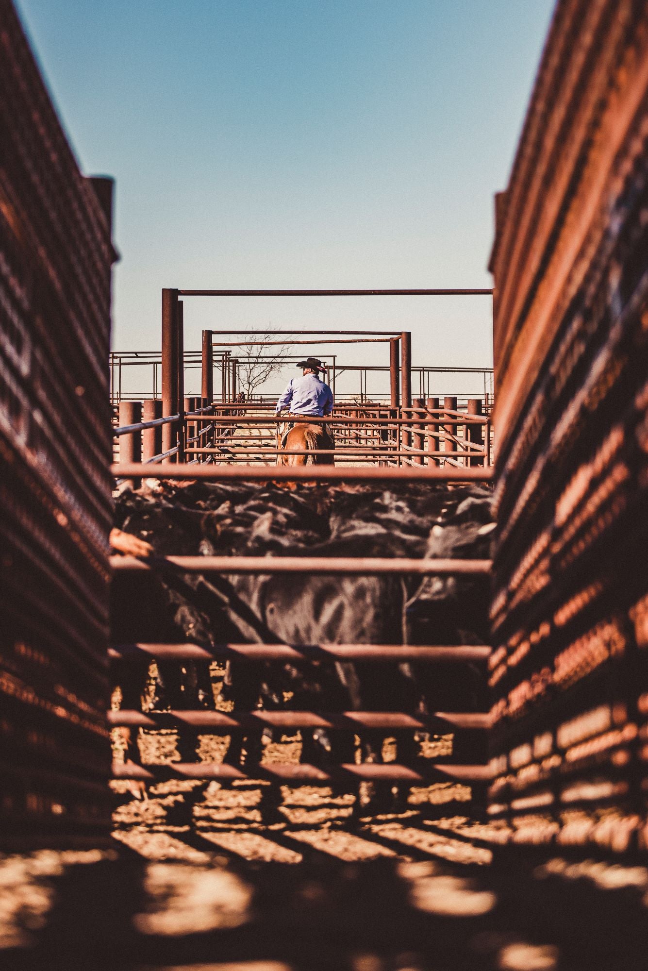 RANCH – Branded Brumby